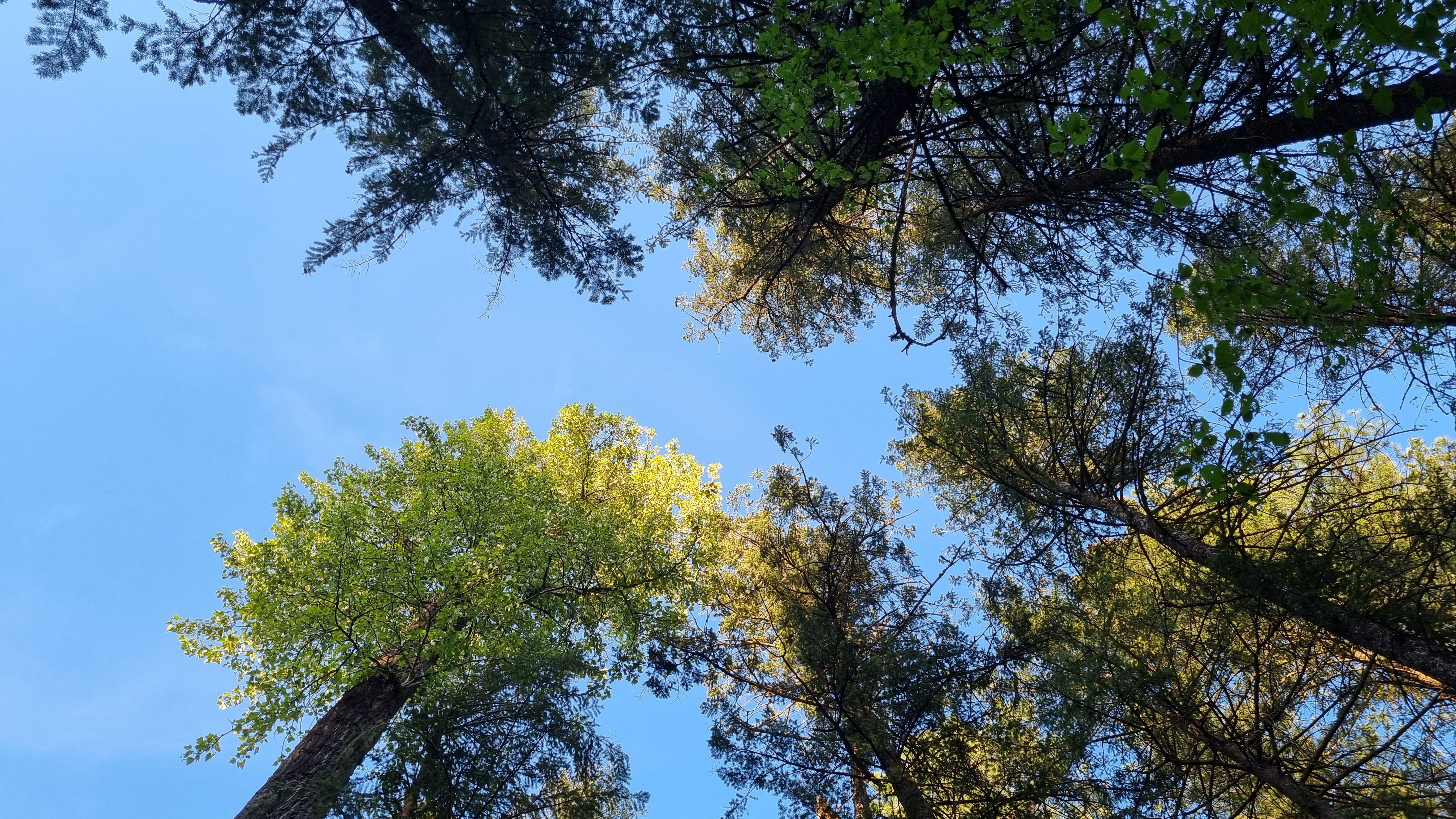 Image of the sky and trees.